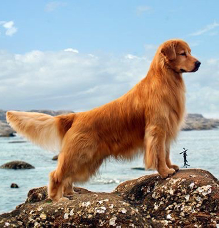 سگ گلدن رتریور تازه ترین های آموزشی نژاد و نگهداری، مراقبت از گلدن ها