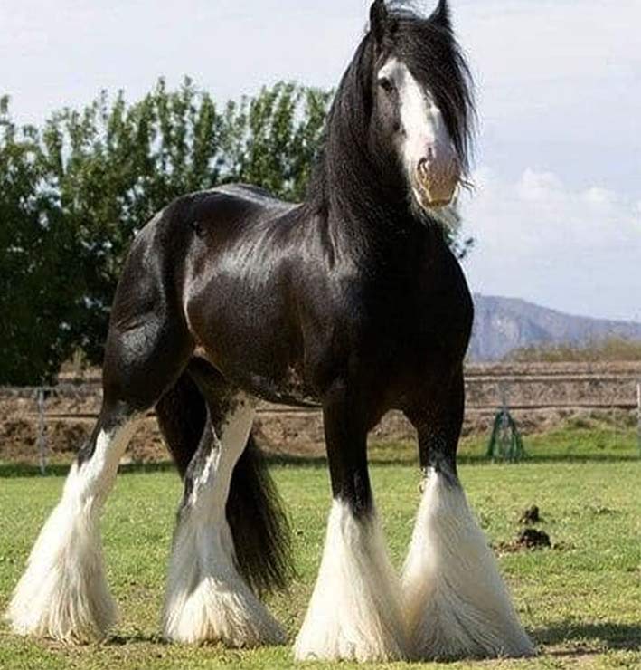 اسب شایر اسب های غول پیکر قدرتمند و جذاب اطلاعات کامل این نژاد