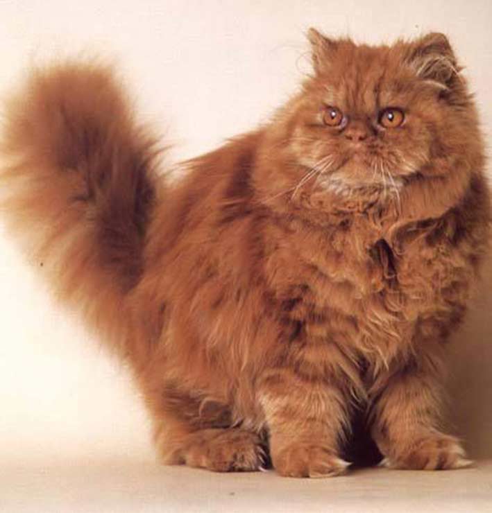 گربه پرشین همه چیز درباره گربه پارسی معروف به شیرازی نکات مراقبت و نگهداری