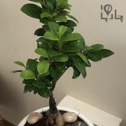 گیاه بن سای