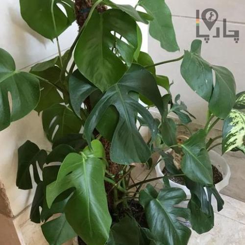 گیاه برگ انجیری