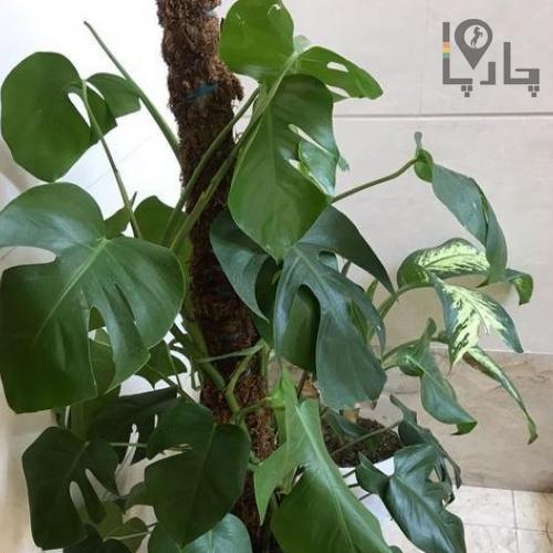 گیاه برگ انجیری