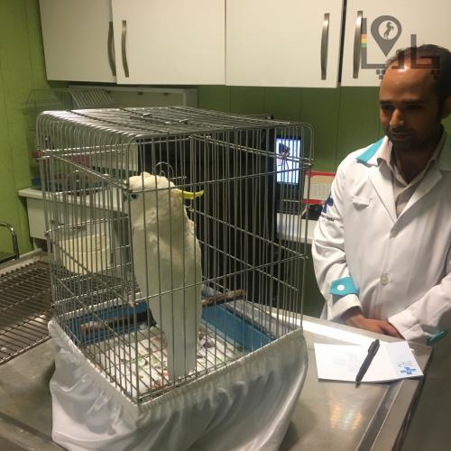 ویزیت و درمان پرندگان زینتی