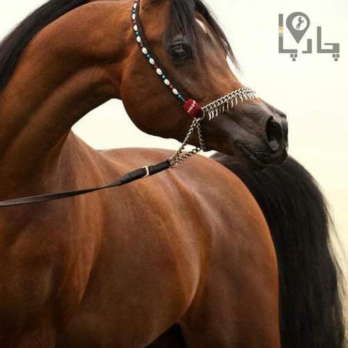 فروش زیباترین اسب های عرب
