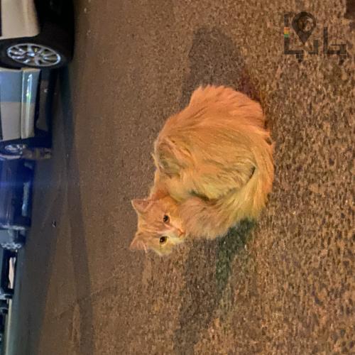 گربه ی پیدا شده حنایی نارنجی