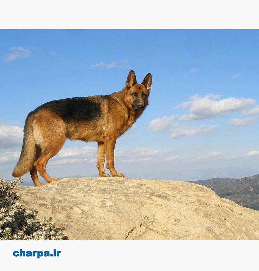 خرید سگ ژرمن شپرداصیل به کمک موسسه ژرمن ایران