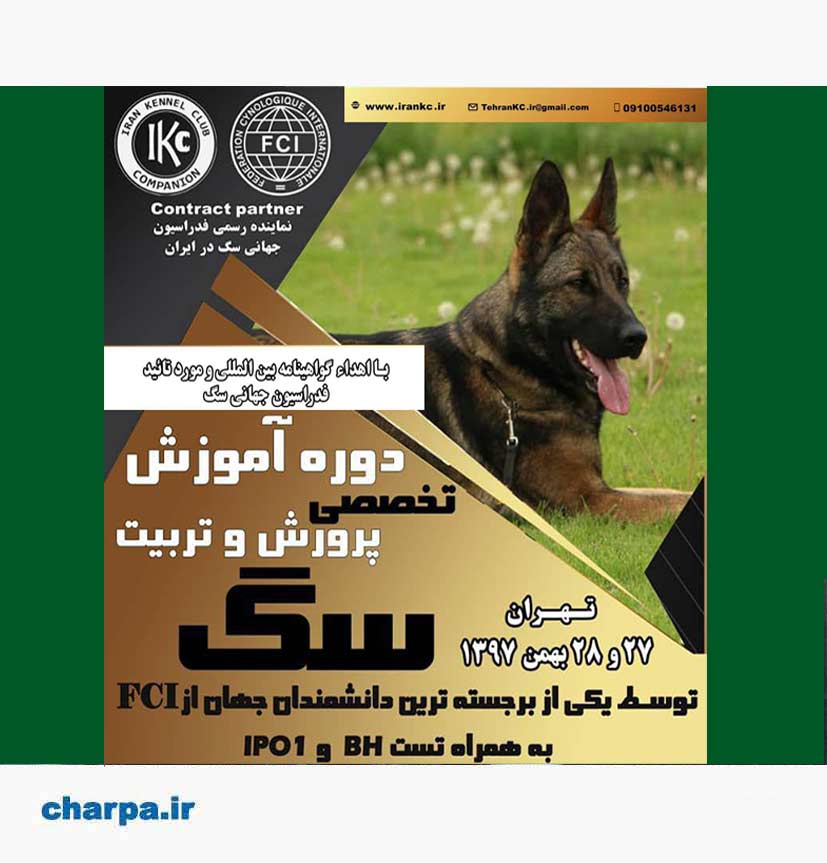 دوره آموزش تخصصی پرورش و تربیت سگ در تهران