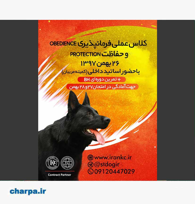 کلاس آموزش سگ عملی فرمان پذیری و حفاظت Obedience and Protection