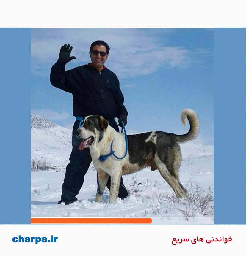 پژدر کردستان سگ اصیل ایرانی