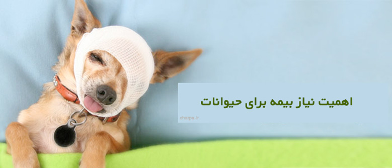 بیمه درمانی حیوانات