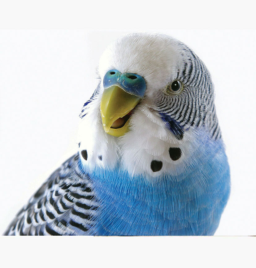 مرغ عشق ها پرندگان خانگی محبوب در دنیا اطلاعات کامل