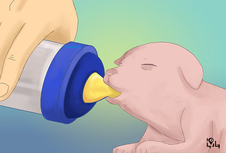 شیر دادن سگ نوزاد