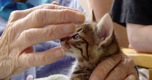 درمان با حیوانات گربه