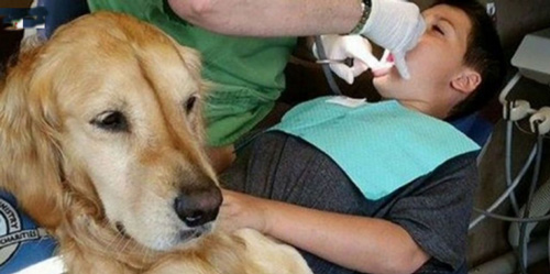 سگ در دندانپزشکی