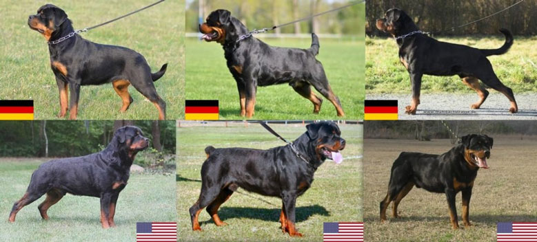 مقایسه سگ روتوایلر آلمانی و آمریکائی