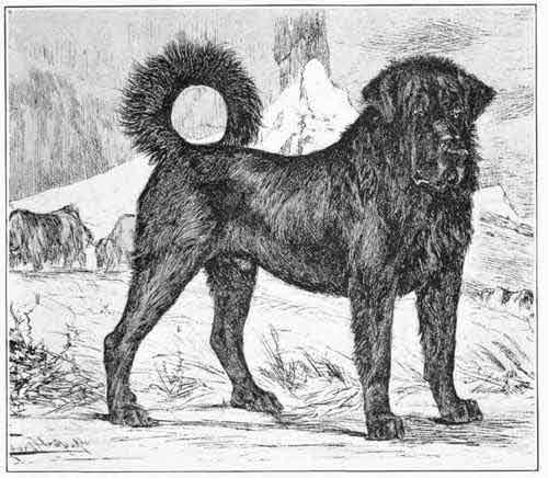 سگ سرابی در تاریخ