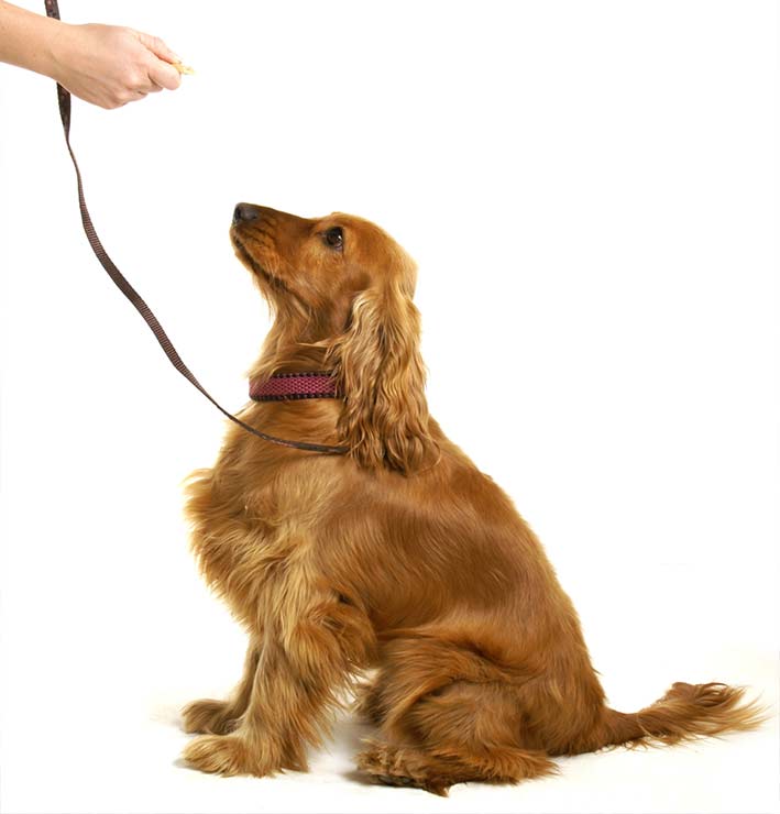 آموزش سگ، نکات لازم برای شروع و مرحله بندی تربیت سگ ها
