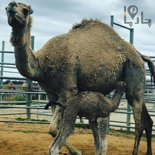 شیر ودوغ شتر و الاغ