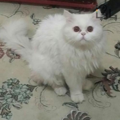 گربه پرشین سفید فلت
