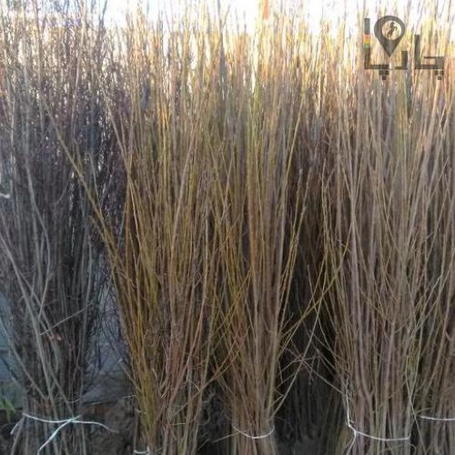 انواع نهال میوه ونشا