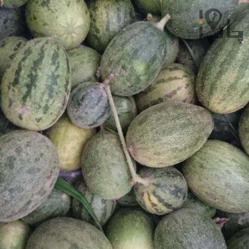 گیاهان دارویی