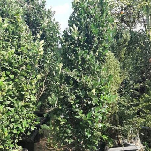 شمشاد طلایی و سبز