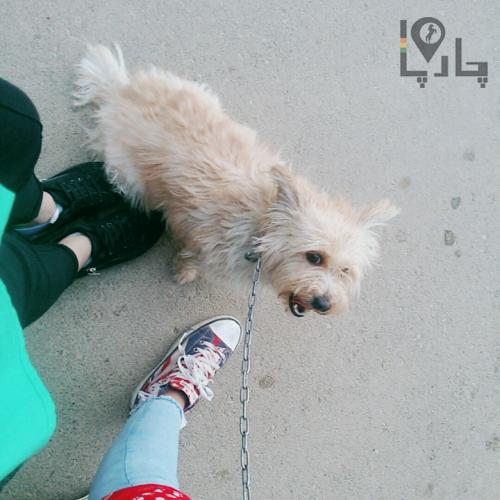 تریر شیتسو ماده