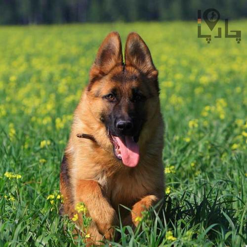 اصیل ترین نژاد سگ ژرمن