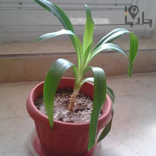 گیاه یوکای کوچک