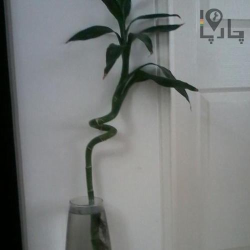 گیاه بامبو