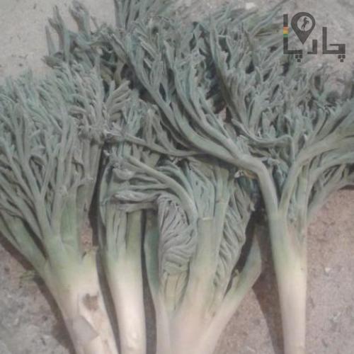 فروش گیاه انغوزه