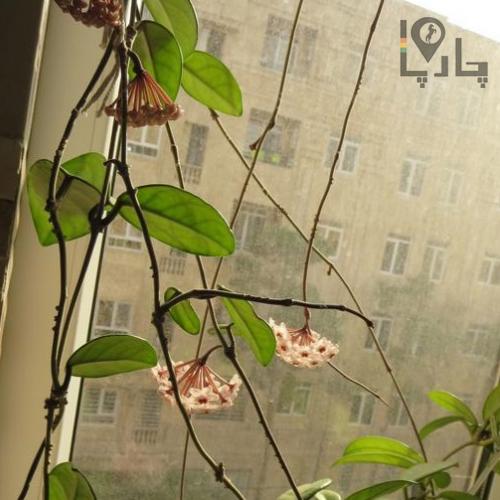 قلمه گیاه هویا