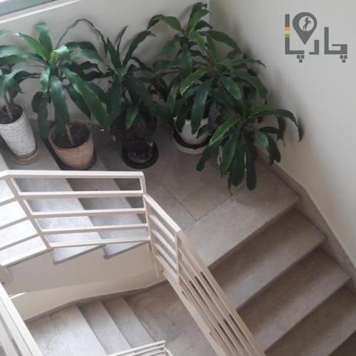 گیاه دراسینا بلالی