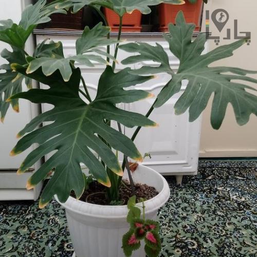 گیاه برگ انجیری
