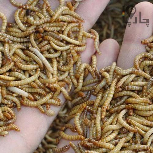 کرم خوراکی طعمه زنده