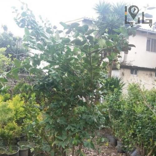 گیاه یاس هلندی