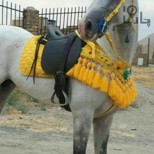 فروش سینه ریز اسب