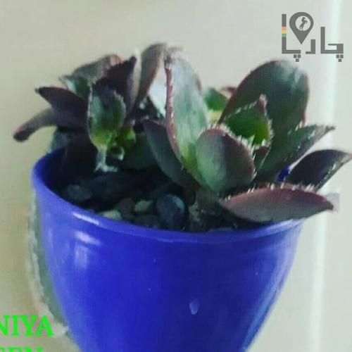 گیاه آهنربایی
