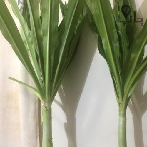 گیاه سوسن عنکبوتی