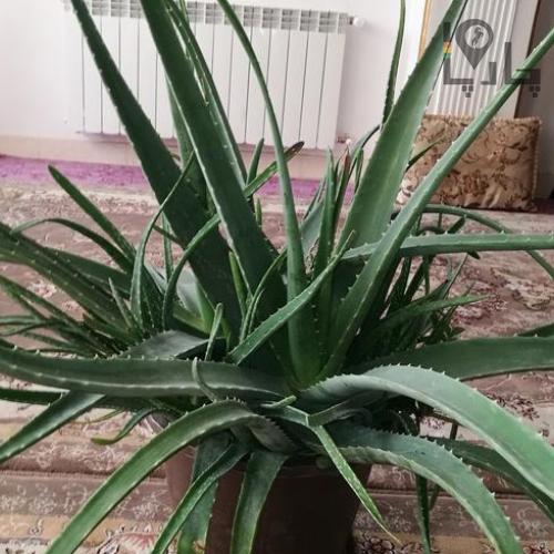 گیاه طبیعی آلوئه ورا