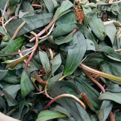 گیاهدرمانیوالک