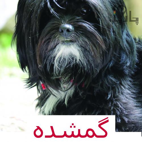 سگ گمشده. اصفهان