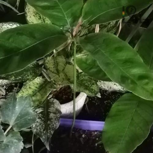 گیاه انبه