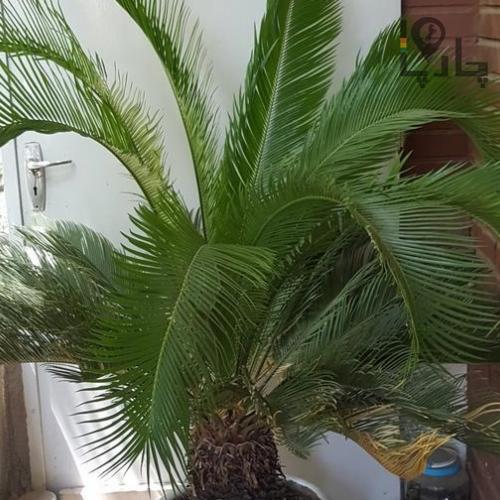 گیاه زینتی سیکاس