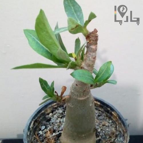 گیاه آدنیوم