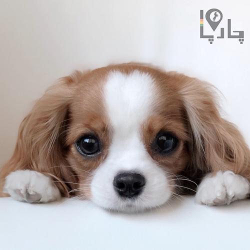 Olx cavalier sales king charles spaniel