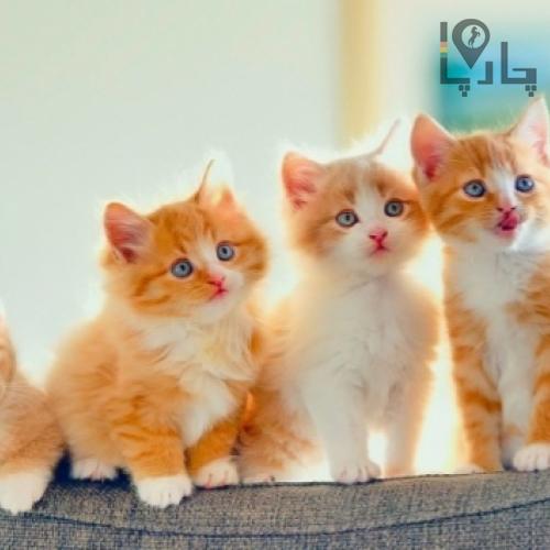 پانسیون نگهداری گربه