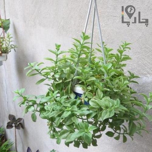 گل و گیاه - آفریقایی