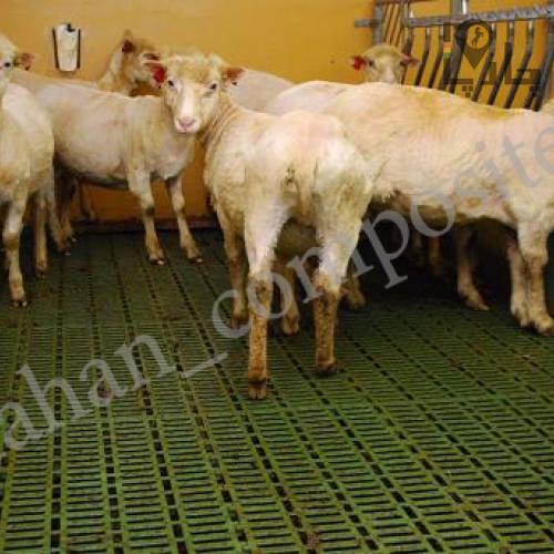 گریتینگ کفپوش پالت