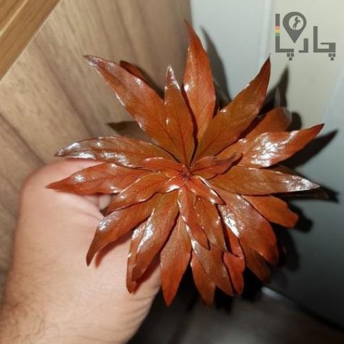 لودویجیا پرینس